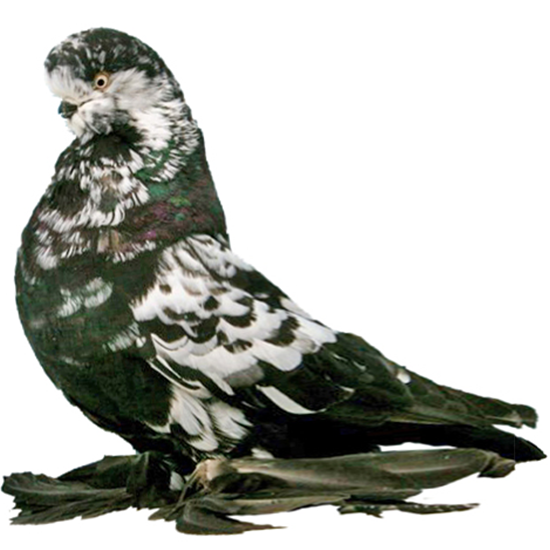 English Long-faced Tumbler Pigeon